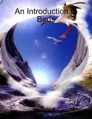 An Introduction to Birds