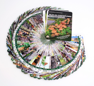 Pilze an Stadtbäumen