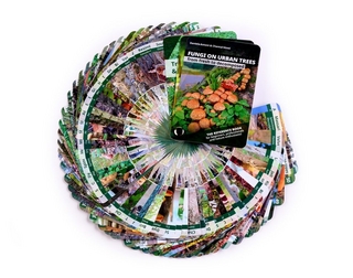 Fungi on urban trees