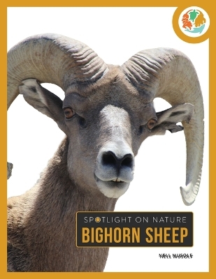Bighorn Sheep - Nell Musolf