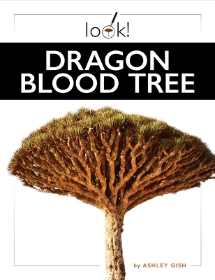 Dragon Blood Tree - Ashley Gish