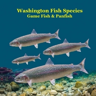 Washington State Game Fish and Panfish Species Kids Book