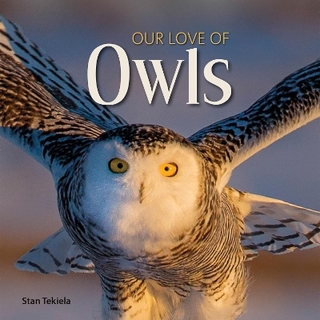 Our Love of Owls