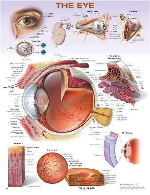 The Eye Anatomical Chart -  Anatomical Chart Company