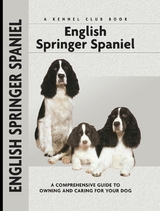 English Springer Spaniel - Haja Van Wessem