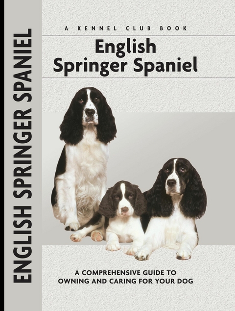 English Springer Spaniel - Haja Van Wessem