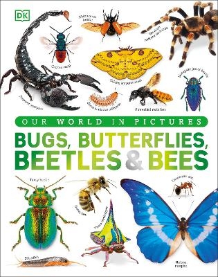 Our World in Pictures Bugs, Butterflies, Beetles and Bees -  Dk