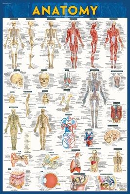 Anatomy Poster (24 X 36 Inches) Laminated