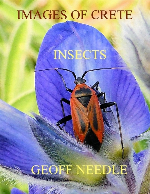 Images of Crete - Insects -  Geoff Needle
