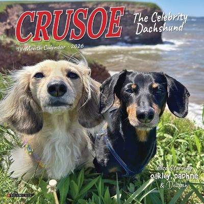 Crusoe the Celebrity Dachshund 2026 7 X 7 Mini Wall Calendar - 