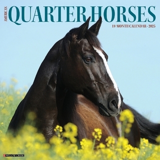 American Quarter Horses 2026 12 X 12 Wall Calendar