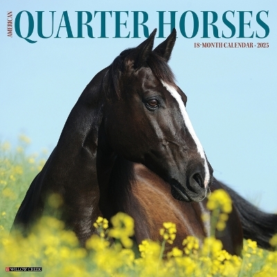 American Quarter Horses 2026 12 X 12 Wall Calendar -  Willow Creek Press
