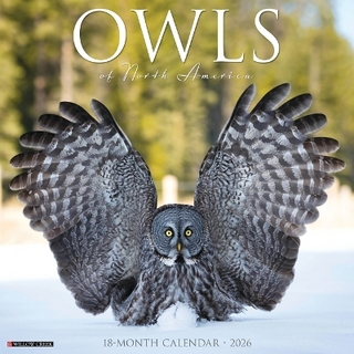 Owls 2026 12 X 12 Wall Calendar
