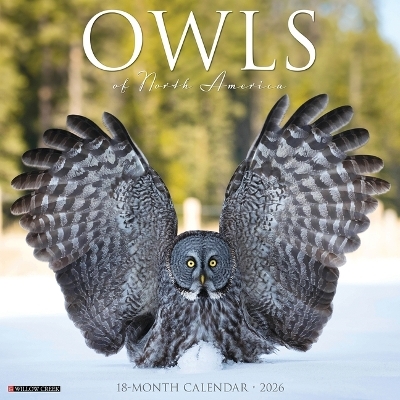Owls 2026 12 X 12 Wall Calendar -  Willow Creek Press