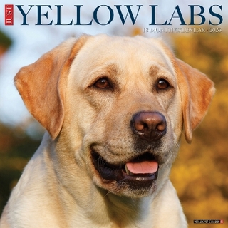 Yellow Labs 2026 12 X 12 Wall Calendar