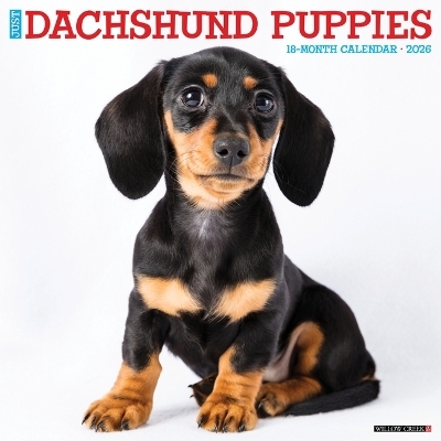 Dachshund Puppies 2026 12 X 12 Wall Calendar -  Willow Creek Press