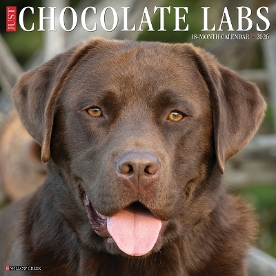 Chocolate Labs 2026 12 X 12 Wall Calendar -  Willow Creek Press