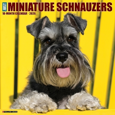 Miniature Schnauzers 2026 12 X 12 Wall Calendar -  Willow Creek Press