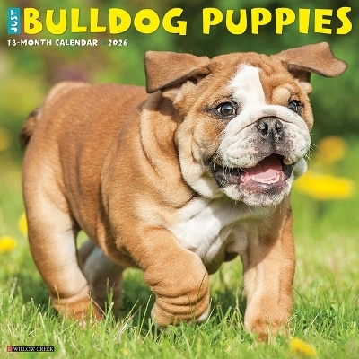 Bulldog Puppies 2026 12 X 12 Wall Calendar -  Willow Creek Press