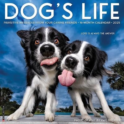 Dog's Life 2026 12 X 12 Wall Calendar - 
