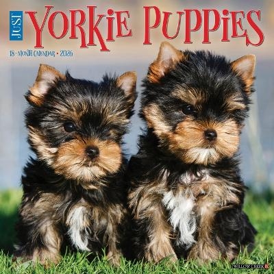 Yorkie Puppies 2026 12 X 12 Wall Calendar -  Willow Creek Press