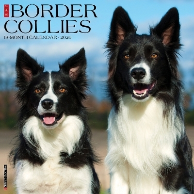 Border Collies 2026 12 X 12 Wall Calendar -  Willow Creek Press