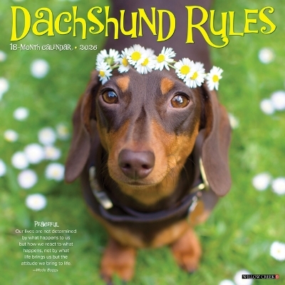 Dachshund Rules 2026 12 X 12 Wall Calendar -  Willow Creek Press