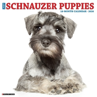 Schnauzer Puppies 2026 12 X 12 Wall Calendar