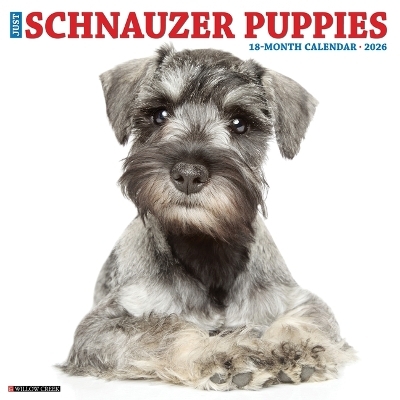 Schnauzer Puppies 2026 12 X 12 Wall Calendar -  Willow Creek Press