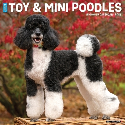 Toy & Miniature Poodles 2026 12 X 12 Wall Calendar -  Willow Creek Press