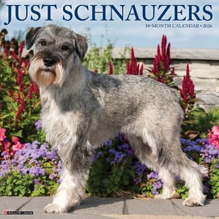 Schnauzers 2026 12 X 12 Wall Calendar