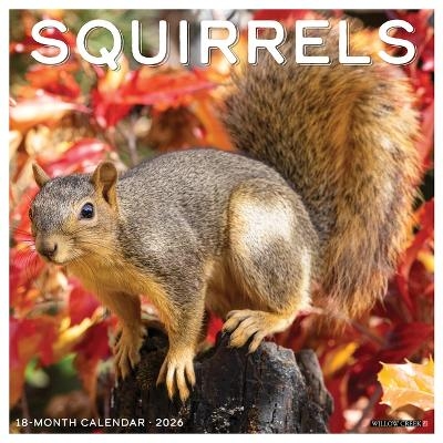 Squirrels 2026 12 X 12 Wall Calendar -  Willow Creek Press