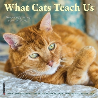What Cats Teach Us 2026 7 X 7 Mini Wall Calendar