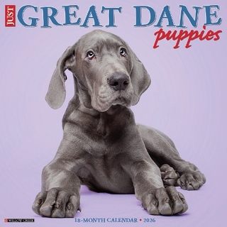 Great Dane Puppies 2026 12 X 12 Wall Calendar