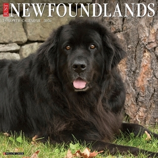 Newfoundlands 2026 12 X 12 Wall Calendar