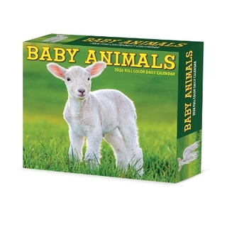 Baby Animals 2026 5.4 X 6.2 Box Calendar