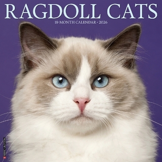 Ragdoll Cats 2026 12 X 12 Wall Calendar