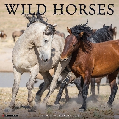 Wild Horses 2026 12 X 12 Wall Calendar -  Willow Creek Press