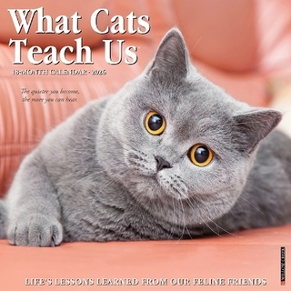 What Cats Teach Us 2026 12 X 12 Wall Calendar