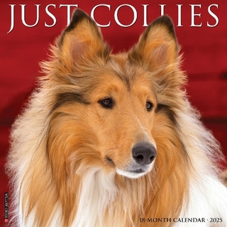 Collies 2026 12 X 12 Wall Calendar