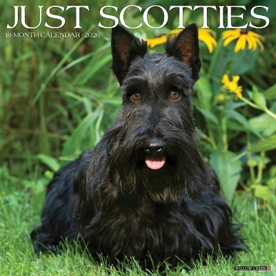 Scotties 2026 12 X 12 Wall Calendar -  Willow Creek Press