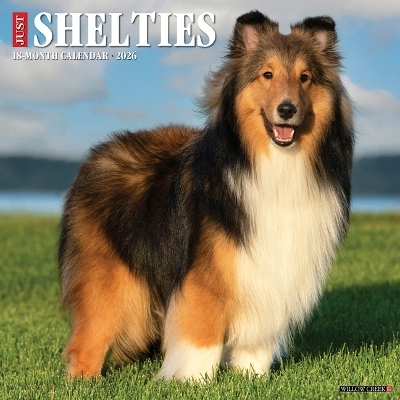 Shelties 2026 12 X 12 Wall Calendar -  Willow Creek Press
