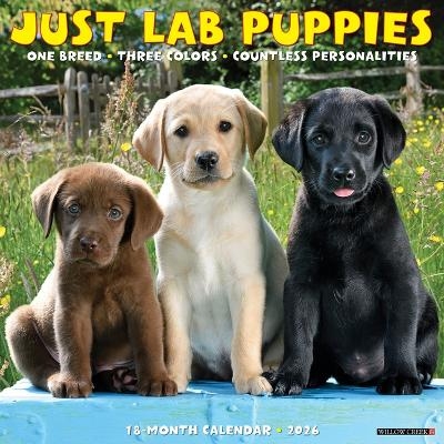 Lab Puppies 2026 12 X 12 Wall Calendar -  Willow Creek Press