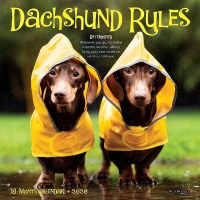 Dachshund Rules 2026 7 X 7 Mini Wall Calendar -  Willow Creek Press