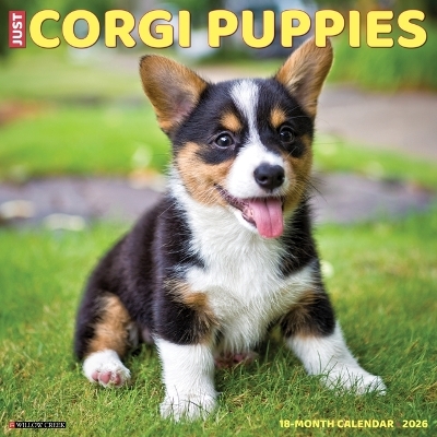 Corgi Puppies 2026 12 X 12 Wall Calendar -  Willow Creek Press