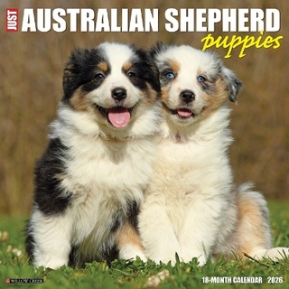 Australian Shepherd Puppies 2026 12 X 12 Wall Calendar