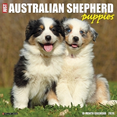 Australian Shepherd Puppies 2026 12 X 12 Wall Calendar -  Willow Creek Press