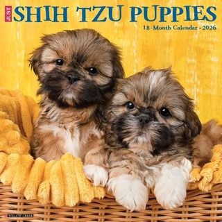 Shih Tzu Puppies 2026 12 X 12 Wall Calendar