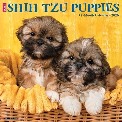 Shih Tzu Puppies 2026 12 X 12 Wall Calendar -  Willow Creek Press