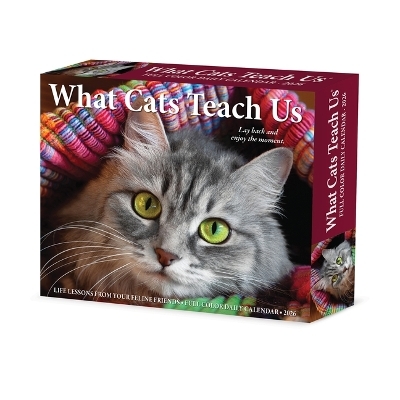 What Cats Teach Us 2026 5.4 X 6.2 Box Calendar -  Willow Creek Press